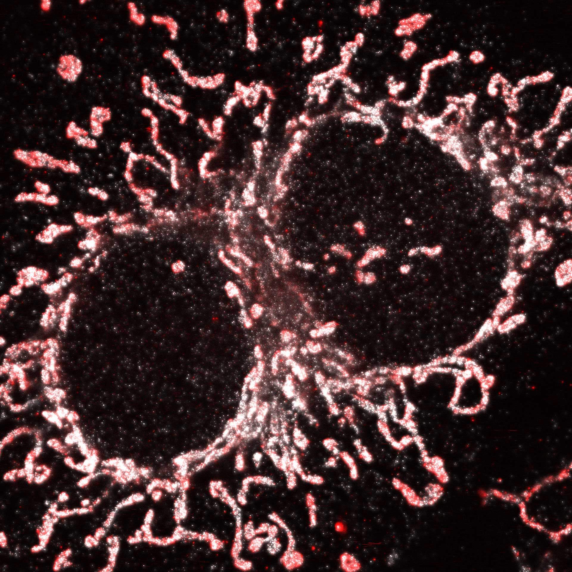 Cultured mammalian cell immunostained for an inner and outer mitochondrial membrane marker.
