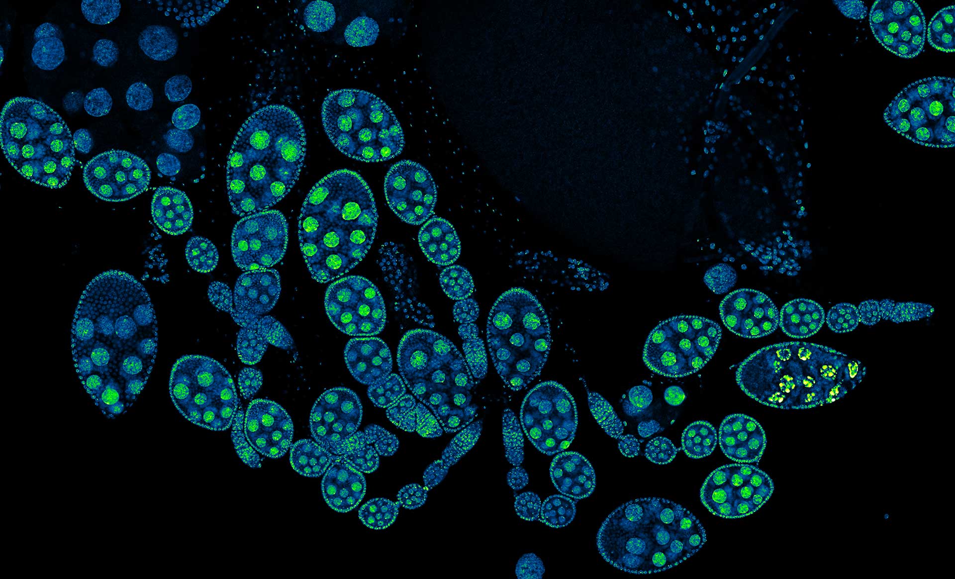 Drosophila ovariole stained with abberior LIVE 560 DNA showing nuclei in different cell types of the egg chamber.