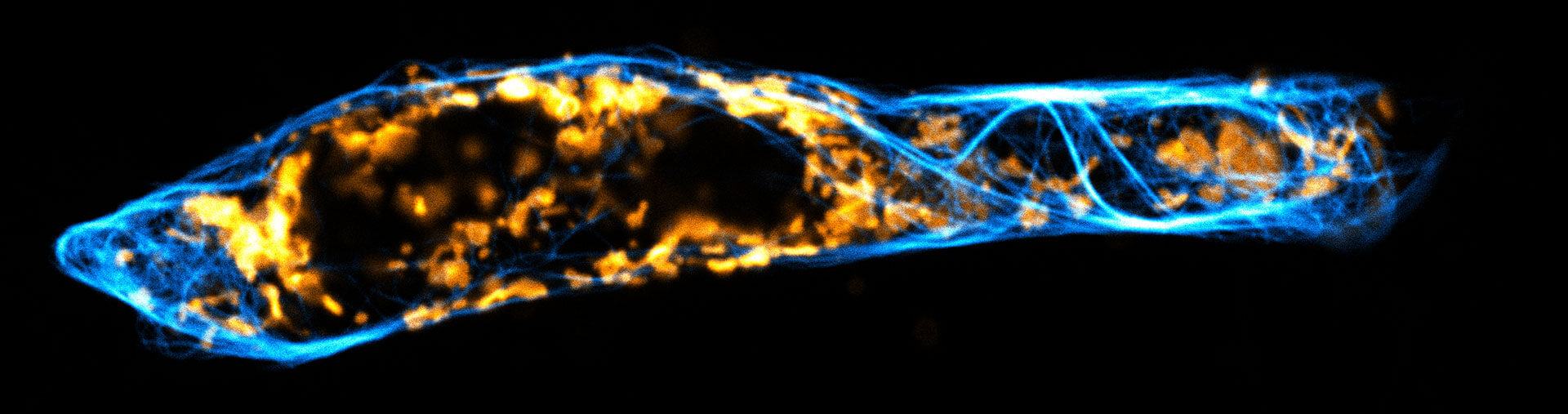 Tow color live-cell confocal and STED image of a mammalian cell expressing a SNAP-tag® OMP25 fusion protein decoration the outer membrane of mitochondria.