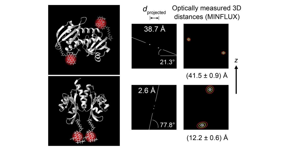 Illustration of how MINFLUX measures the distances between two fluorescent molecules at the end of two identical subunits of the bacterial citrate sensor in 3D, revealing the two distinct conformational states.