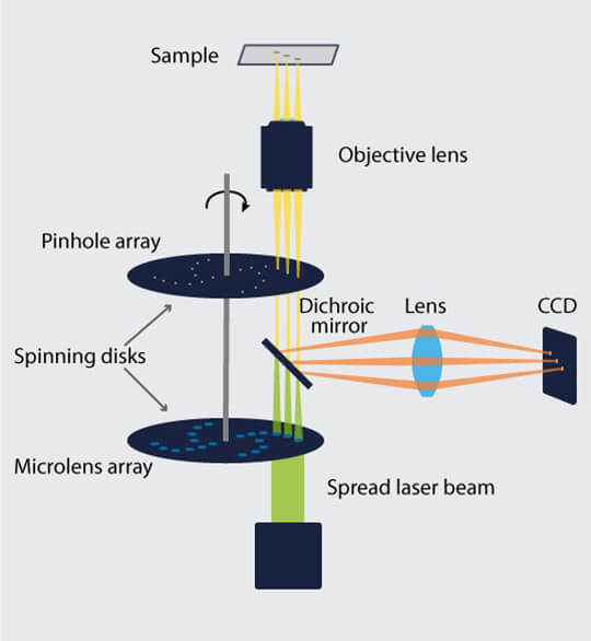 Schematic setup and beampath of a spinning disc microscope