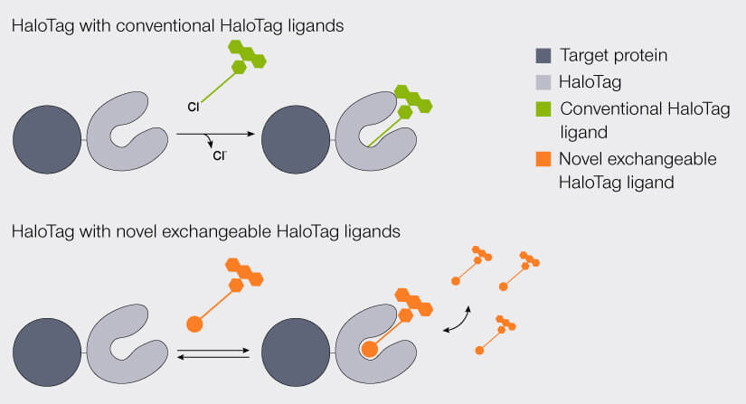 Illustration of the conventional HaloTag labeling with a fluorescent ligand compared to non-covalent HaloTag labeling with exchangable ligands (HaloX)