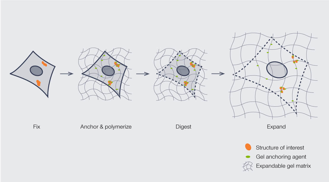 Figure illustrating the general workflow of sample preparation for expansion microscopy.