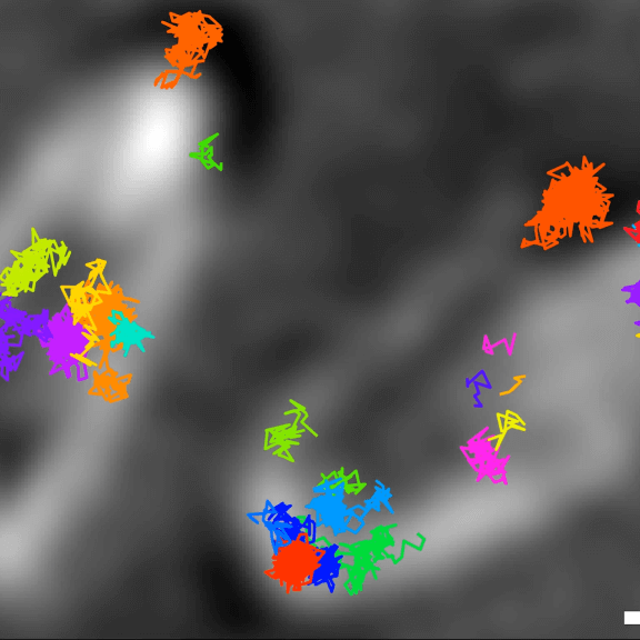 Movement of fluorophore-labeled 30S ribosomes (colored) in two E. coli bacteria (grayscale) tracked with MINFLUX.