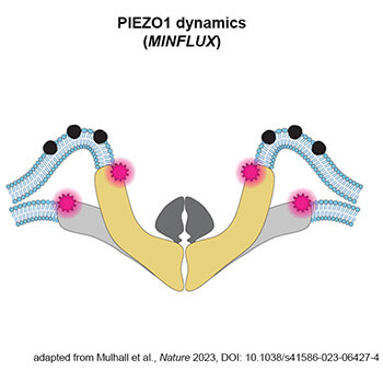 MINFLUX unravels the structural dynamics of PIEZO1 ion channels in living cells