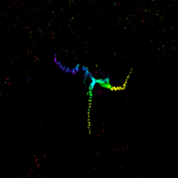 STED image of centrosome-linker protein rootletin deconvolved with SVI Huygens