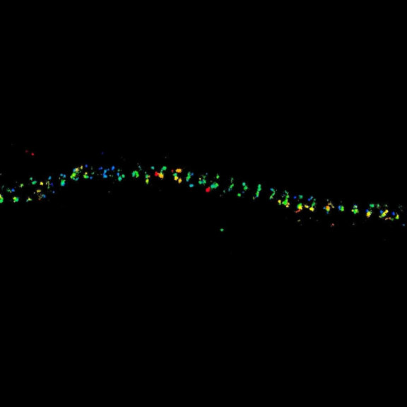 MINFLUX image of spectrin in a neuron with single-molecule resolution in 3D