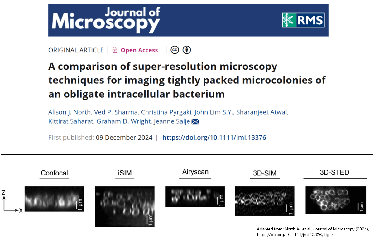 3D STED outperforms other superresolution techniques at imaging tightly packed microcolonies of intracellular bacteria